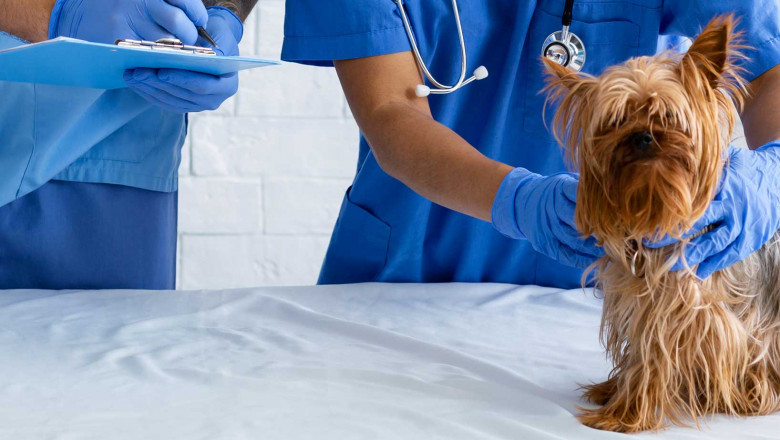 Boulevard Animal Hospital