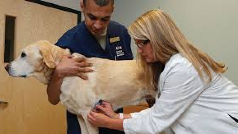 Veterinary Diagnostics on the Go: POC Market Insights and Forecast 2024–2032